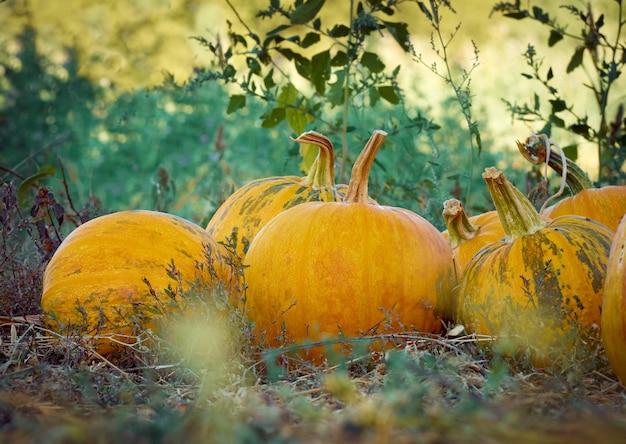 Calabazas de otoño naranjas en la granja.