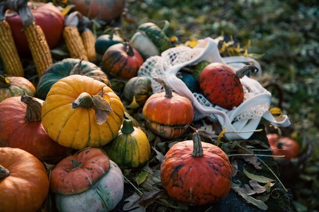 calabazas en otoño tarjeta de acción de gracias