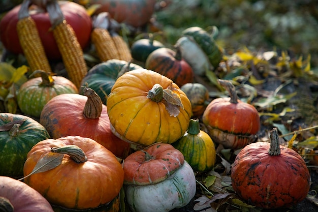 Calabazas en otoño Tarjeta de Acción de Gracias