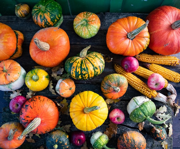 Calabazas en otoño Tarjeta de Acción de Gracias