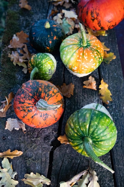 Calabazas en otoño Tarjeta de Acción de Gracias