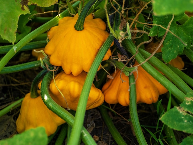 Calabazas pattypan orgánicas naranjas maduras que crecen en el jardín