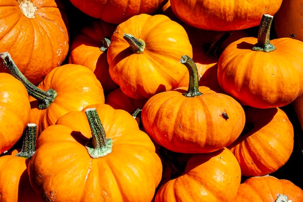 calabazas pequeñas