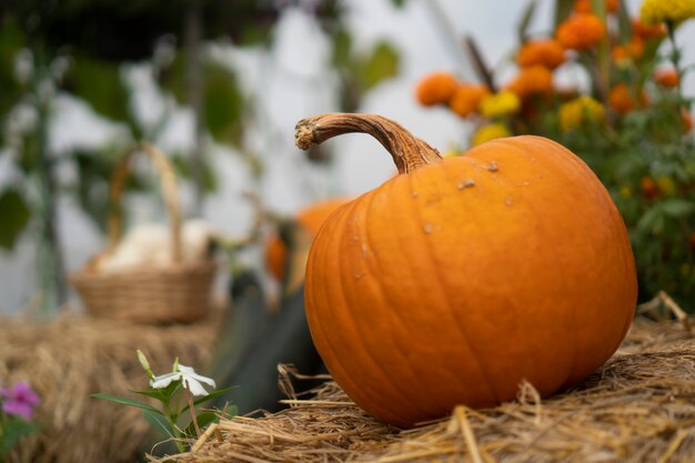 Calabazas que se cultivan en casas modernas. Sistema de agricultura industrial.