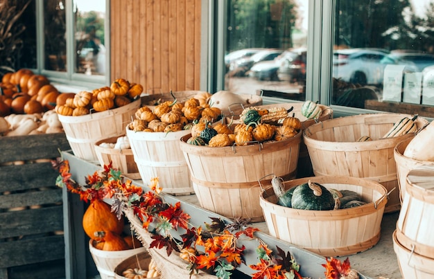 Calabazas rojas, verdes y blancas en cestas en la granja. La cosecha de otoño y otoño son verduras frescas de temporada.