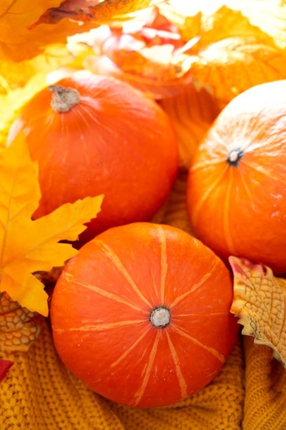 Calabazas sobre fondo de punto amarillo. Concepto acogedor de otoño, con tres calabazas naranjas y hojas.