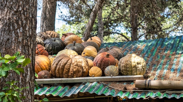 Calabazas en el tejado de una casa de madera.