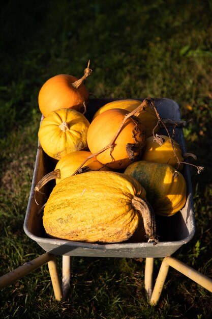 calabazas en temporada de cosecha en el jardín