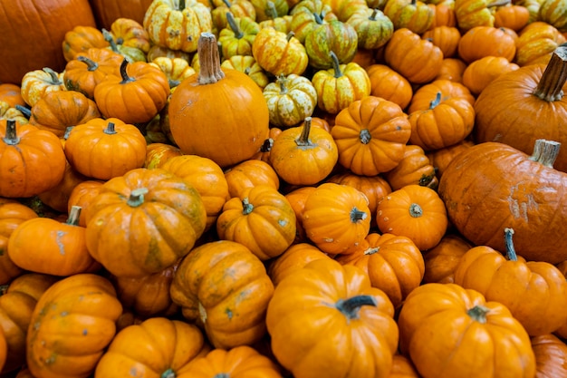 Foto calabazas de una variedad de calabazas diferentes con diferentes colores y tamaños concepto de halloween