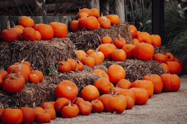 Calabazas a la venta en un mercado al aire libre en otoño