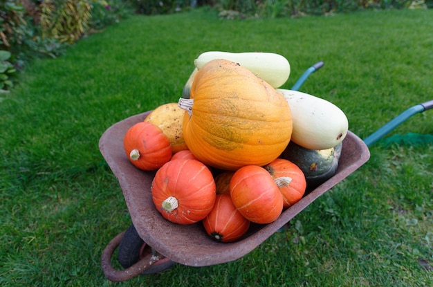 Calabazas