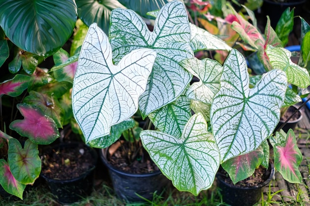 Caladium bicolor Aiton Vent em vaso ou Rainha das Plantas Folhosas