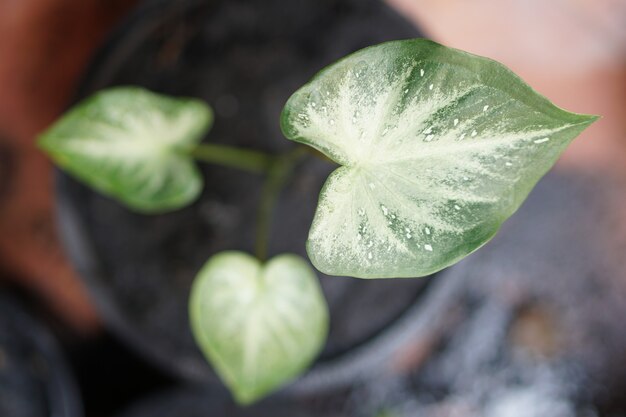 Caladium bicolor Chaichon em vaso grande planta para decorar jardim