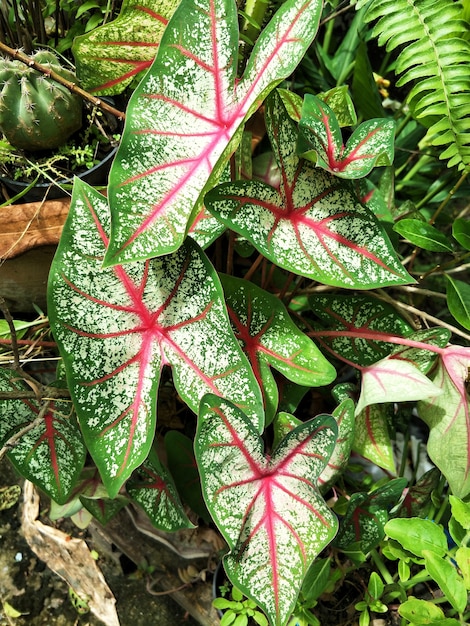 Foto caladium bicolor crece después de la lluvia más fuerte.