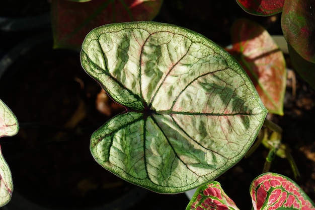 caladium bicolor em vaso ótima planta para decorar jardim