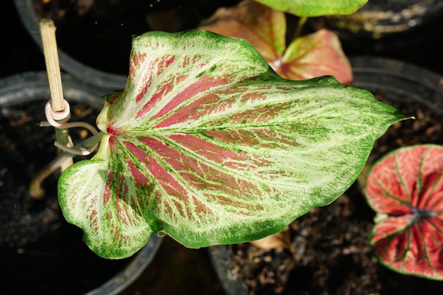 caladium bicolor em vaso ótima planta para decorar jardim