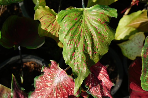 Caladium bicolor em vaso ótima planta para decorar jardim