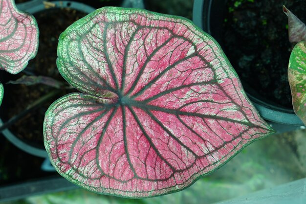 caladium bicolor em vaso ótima planta para decorar jardim