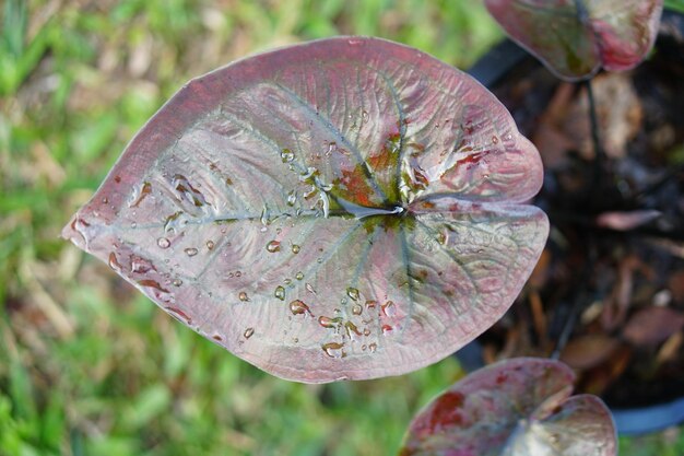 caladium bicolor em vaso ótima planta para decorar jardim