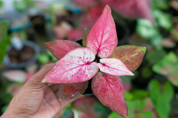 Caladium bicolor es considerada como la reina de las plantas frondosas. Hoja de caladio bicolor.