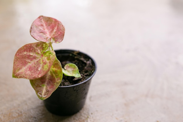 Caladium bicolor es considerada como la reina de las plantas frondosas