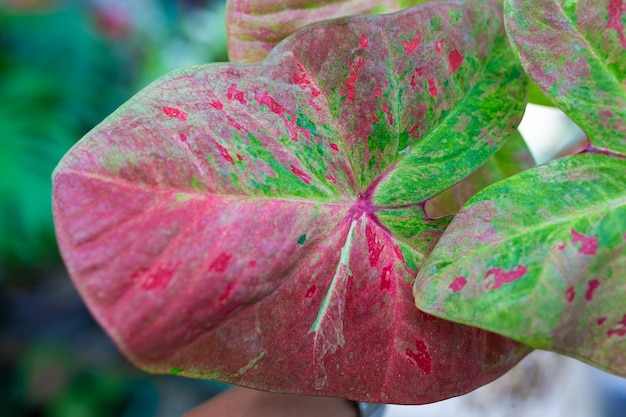 Caladium bicolor gilt als die Königin der Blattpflanzen. Caladium Bicolor verlassen.