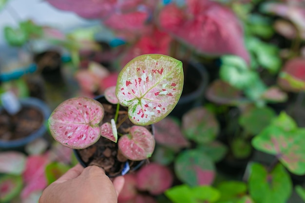 Caladium bicolor gilt als die Königin der Blattpflanzen. Caladium Bicolor verlassen.