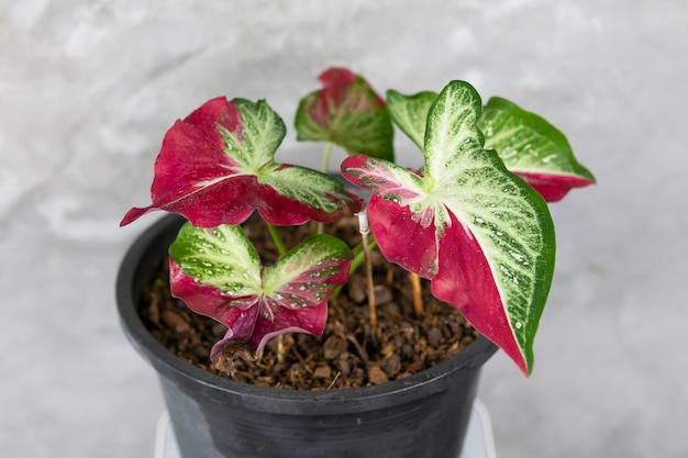 Caladium Bicolor hermosas hojas mejor en la maceta para la decoración del jardín