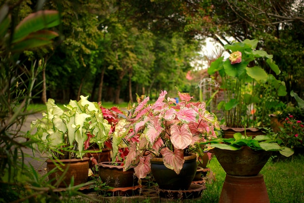 Caladium bicolor hermosas hojas rosas estampadas Plantadas en el jardín con otras plantas