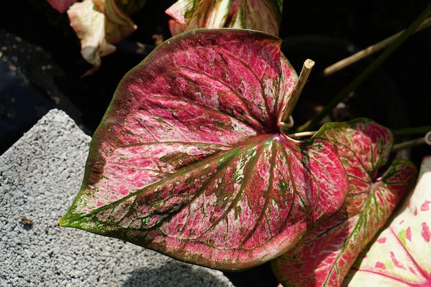 caladium bicolor im topf tolle pflanze zum dekorieren des gartens