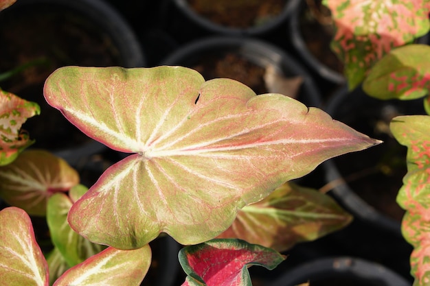 caladium bicolor im topf tolle pflanze zum dekorieren des gartens