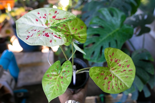 Caladium Bicolor lindas folhas melhores no pote para decoração de jardim