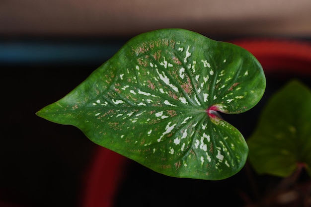 caladium bicolor en maceta gran planta para decorar jardín