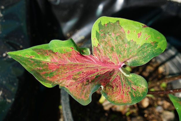 caladium bicolor en maceta gran planta para decorar jardín