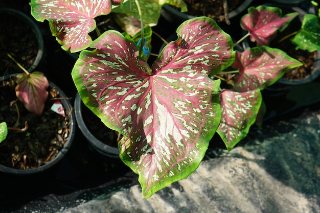 caladium bicolor en maceta gran planta para decorar jardín