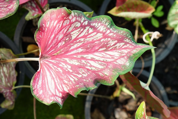 caladium bicolor en maceta gran planta para decorar jardín