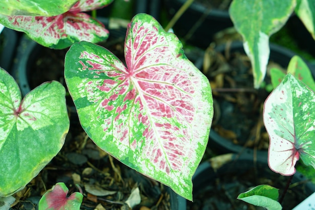 caladium bicolor en maceta gran planta para decorar jardín