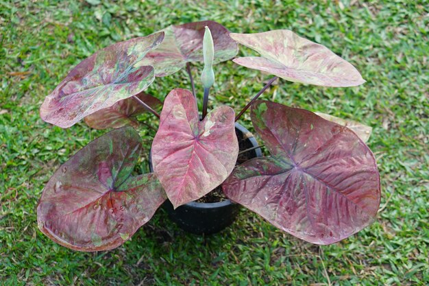 caladium bicolor en maceta gran planta para decorar jardín