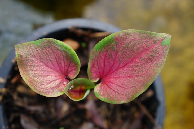 caladium bicolor en maceta gran planta para decorar jardín