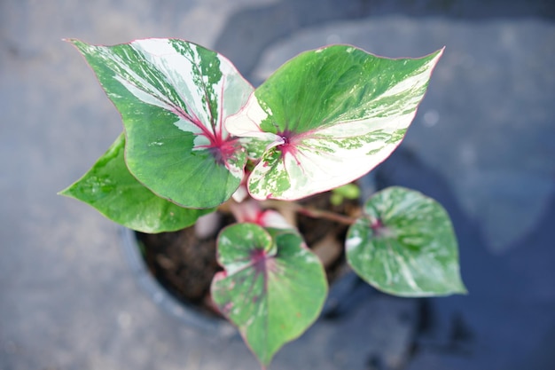 caladium bicolor en maceta gran planta para decorar jardín