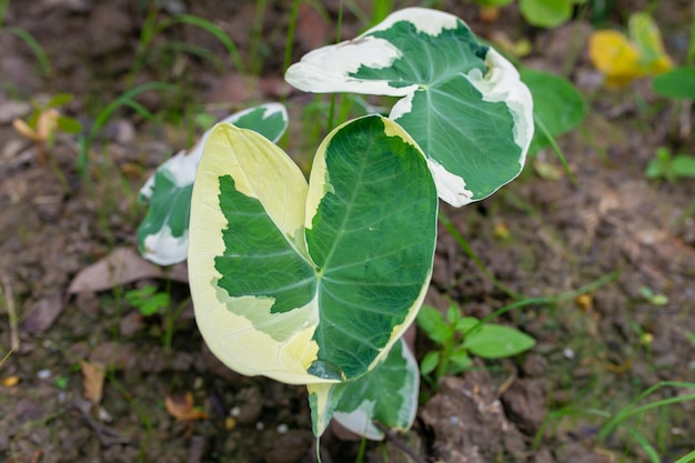 Caladium Bicolor schöne Blätter Königin der Blätter für die Gartendekoration