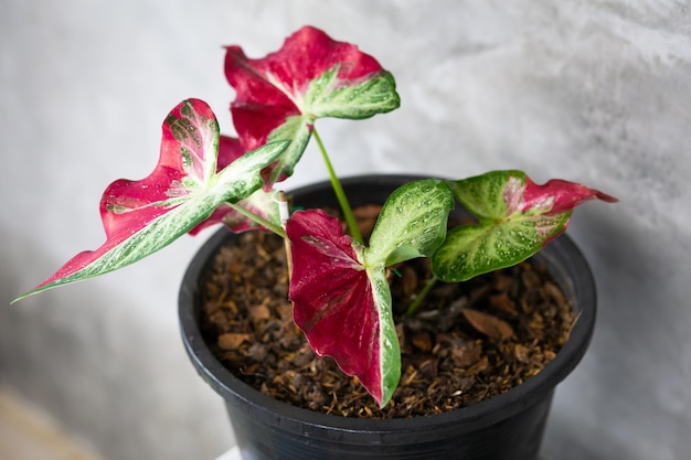 Caladium Bicolor schöne Blätter Königin der Blätter für die Gartendekoration