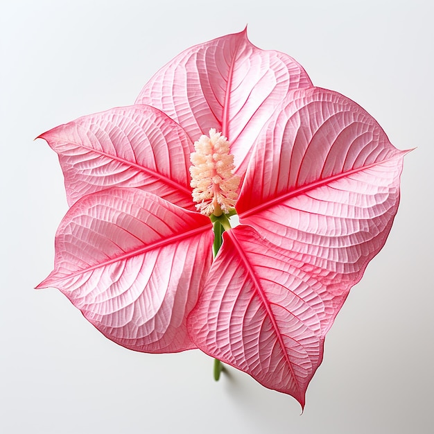 Caladium-Blume