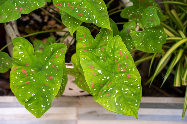 Caladium mehrfarbige Blätter