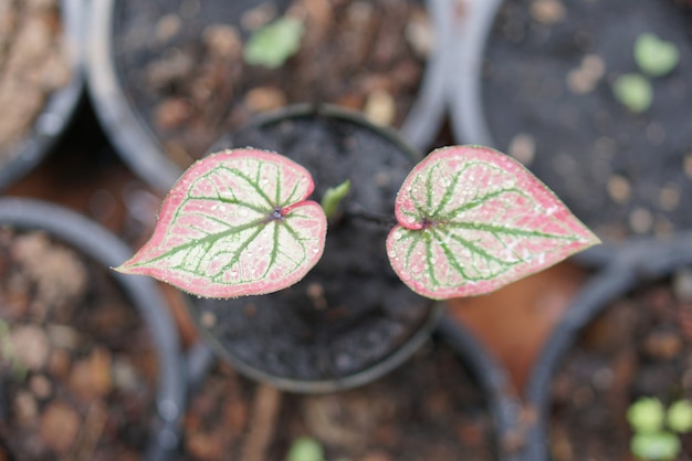 Caladium zweifarbig