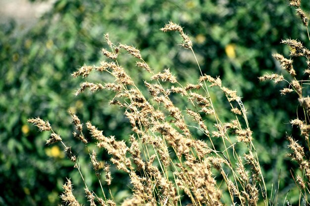 Foto calamagrostis arundinacea es una especie de hierba de racimo de la familia poaceae