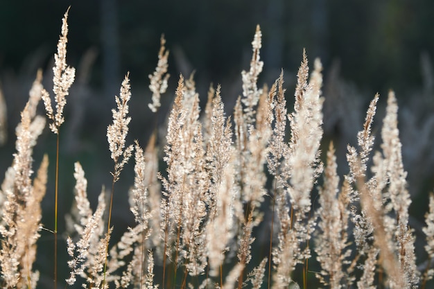 Calamagrostis epigäisches Buschgras. Holz kleines Schilfgras im Feld