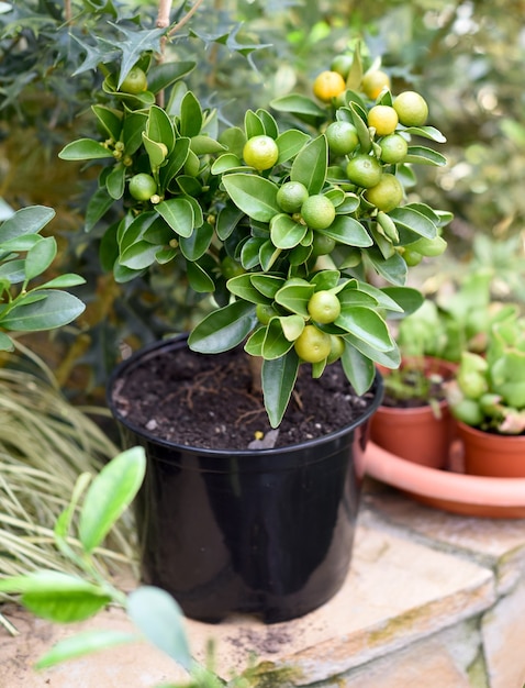 Calamansi auch als Calamondin bekannt