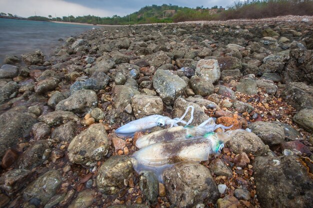 calamar fresco en la costa por el hombre de la pesca.