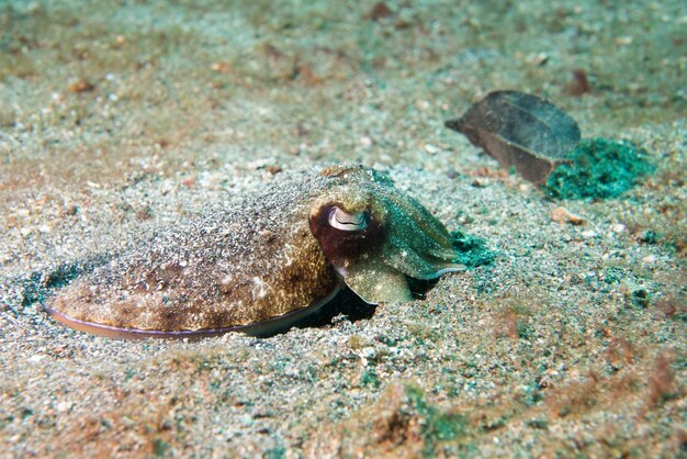 Foto las calamares en la arena de lava negra